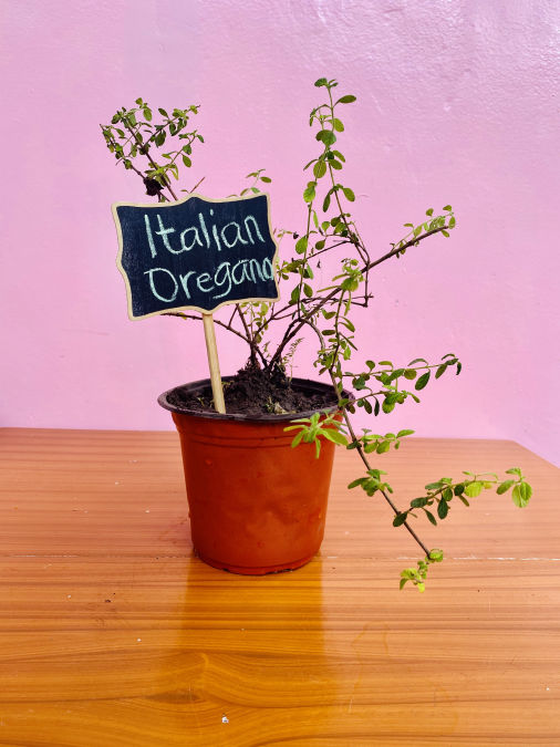 Italian Oregano