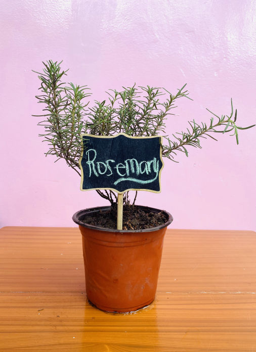 Rosemary Herbs - Lao Integrated Farms, Inc